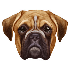 Original drawing of Boxer dog. Isolated on white background.