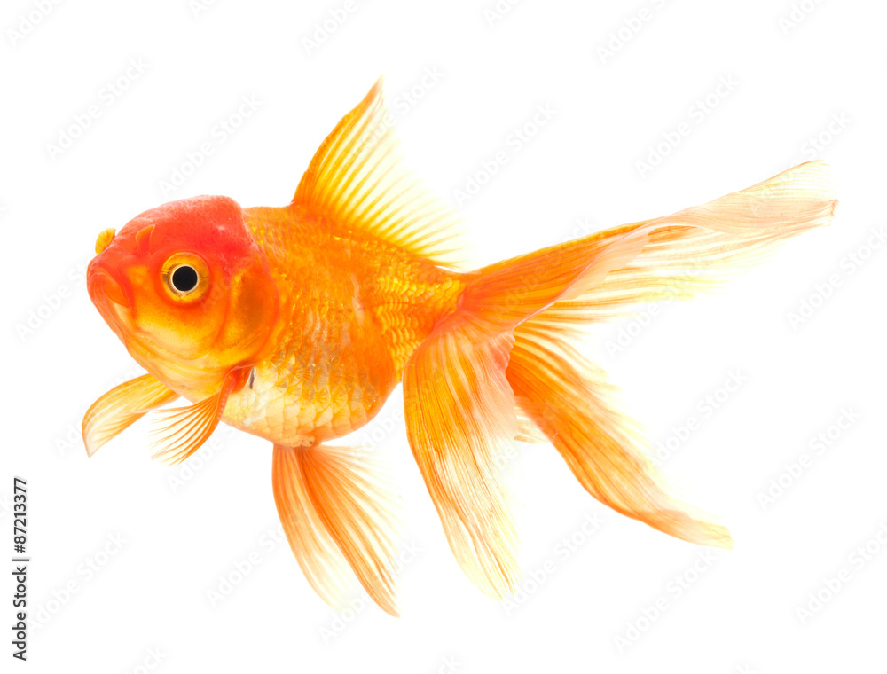 Wall mural Goldfish isolated on white background
 - Wall murals