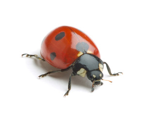 Ladybug isolate on white background