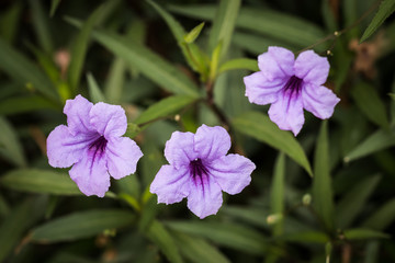 Close up focus in bright purple flowers 