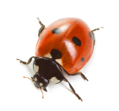 Ladybug isolate on white background