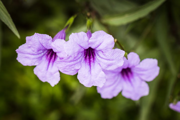 Close up focus in bright purple flowers 