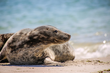 Naklejka premium Kegelrobbe am Strand von Helgoland