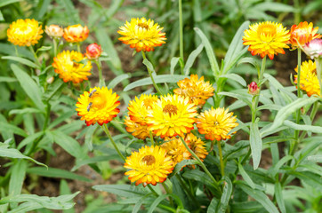 Helichrysum or Strawflower in outdoor garden,Helichrysum bracteatum