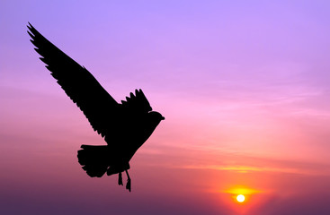 Fototapeta na wymiar Silhouetted seagull flying at colorful sunset
