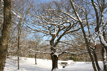 Quercia secolare nella neve