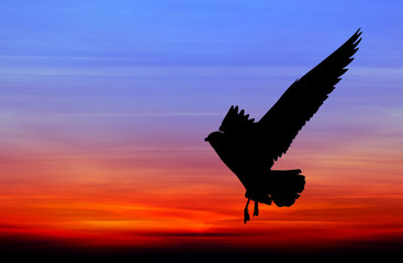 Naklejka premium Silhouetted seagull flying at colorful sunset