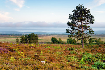 Stoborough Heath