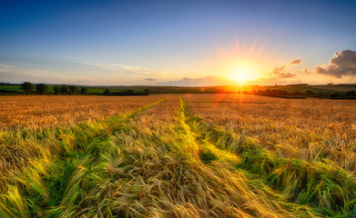 Obraz premium Golden Barley Field