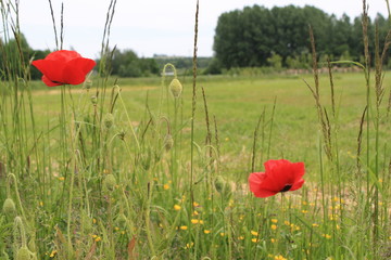 Two red poppies in summer