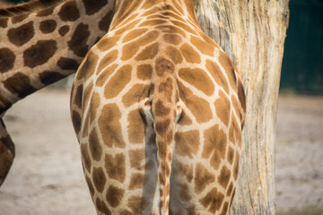 Obraz premium Giraffe ass