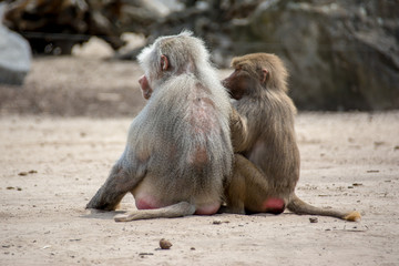 Baboons sitting on ground