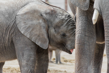 Young elephant calf drinking at mother