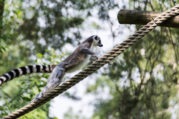 Ring-tailed lemur (lemur catta) jumping of rope