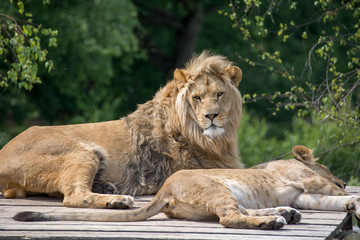 Big lion laying down