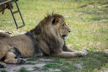 Big lion laying down