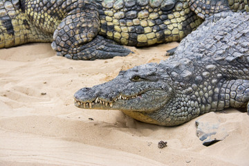 Fototapeta premium Crocodile laying on sand