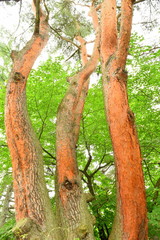 Red pine trees