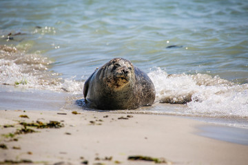 Kegelrobbe am Strand von Helgoland