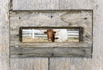 An ox curious, from the inside of mailbox