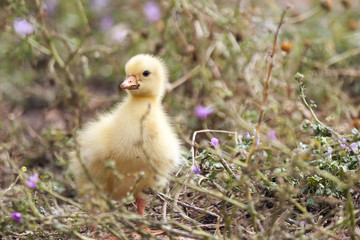 Fluffy chick of  European goose on a field