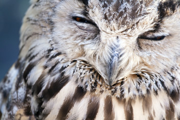 Portrait of The Eurasian Eagle Owl (Bubo bubo)