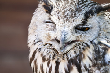 Portrait of The Eurasian Eagle Owl (Bubo bubo)