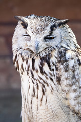 Portrait of The Eurasian Eagle Owl (Bubo bubo)