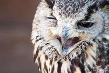 Portrait of The Eurasian Eagle Owl (Bubo bubo)