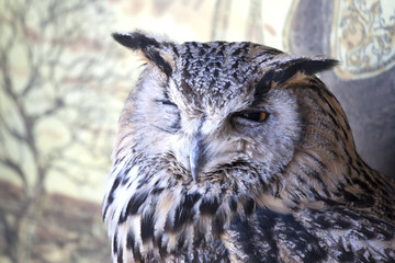 Portrait of The Eurasian Eagle Owl (Bubo bubo)