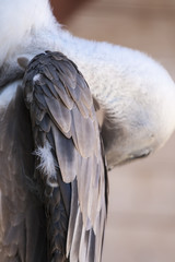 White young baby vulture