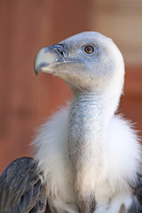 White young baby vulture