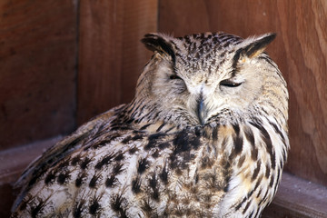 Portrait of The Eurasian Eagle Owl (Bubo bubo)