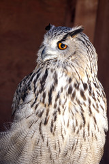 Portrait of The Eurasian Eagle Owl (Bubo bubo)