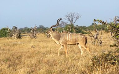 Greater Kudu