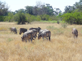 Fototapeta na wymiar flock of zebras