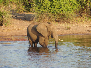 Fototapeta na wymiar Elephant in Botswana