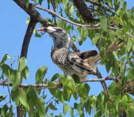 Northern red-billed hornbill