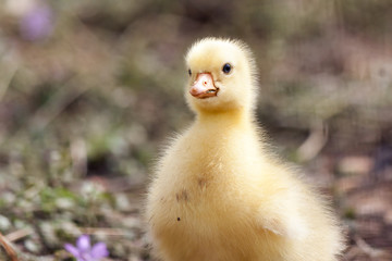 fluffy chick of  European goose on a field