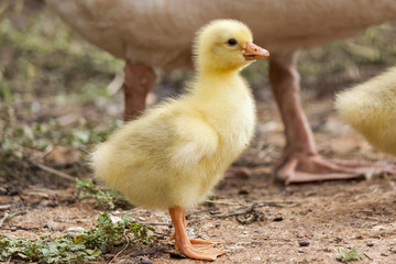 fluffy chick of  European goose on a field