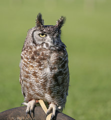 African Eagle Owl on stand