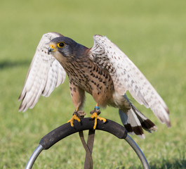 Kestrel on Stand