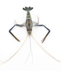 seafood fresh shrimp isolated on white