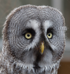 Great Grey owl eyes