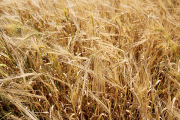  	
Grain field