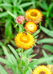 Helichrysum or Strawflower in outdoor garden,Helichrysum bracteatum