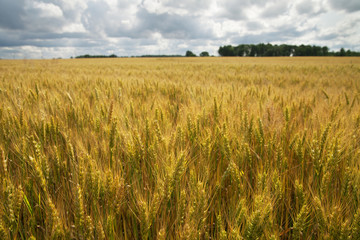 Gold wheat field.