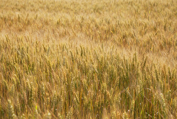 Gold wheat field.