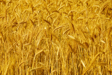 Close up of ripe wheat ears