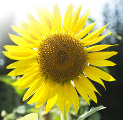Obraz premium sunflower